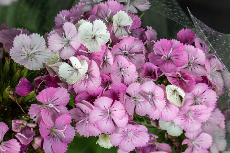 Selective focus close up pink Sweet William flower.Pink flower in a garden.