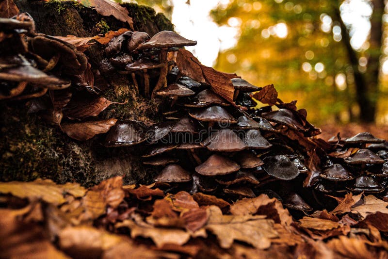 Selective focus closeup of a cluster of mushrooms growing on a tree stump royalty free stock photo