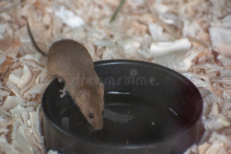 Mouse drinking water stock image. Image of water, rodent 31642839