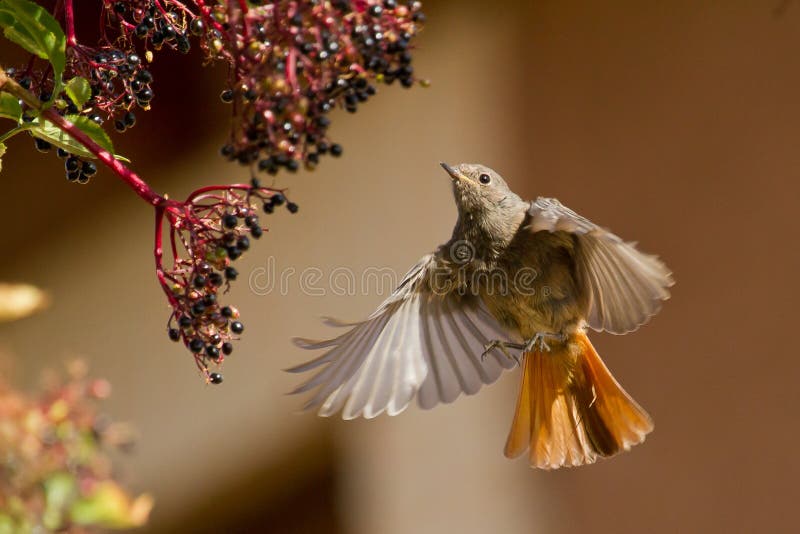 Selective focus closeup shot of a flying bird called Black Redstart stock photography