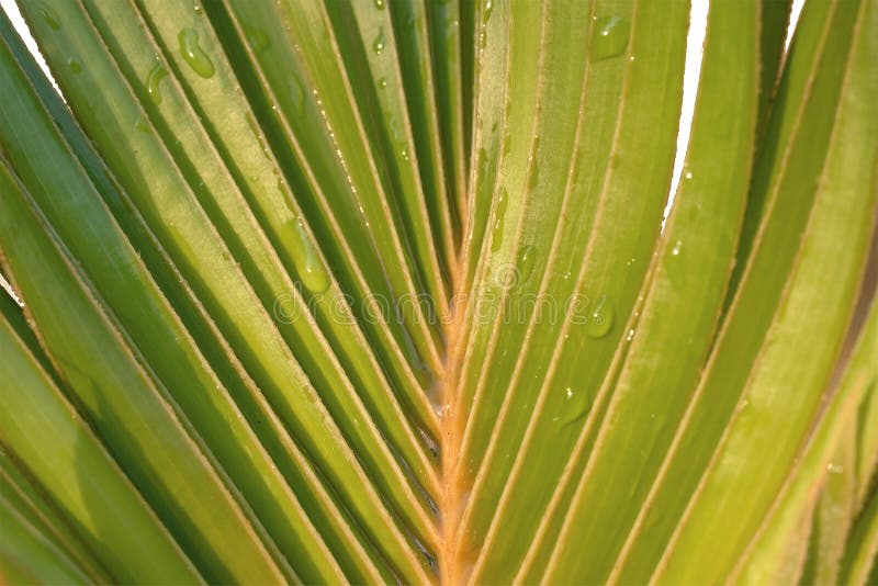 Selective Focus of Coconut Leaf for Background Stock Image Image of