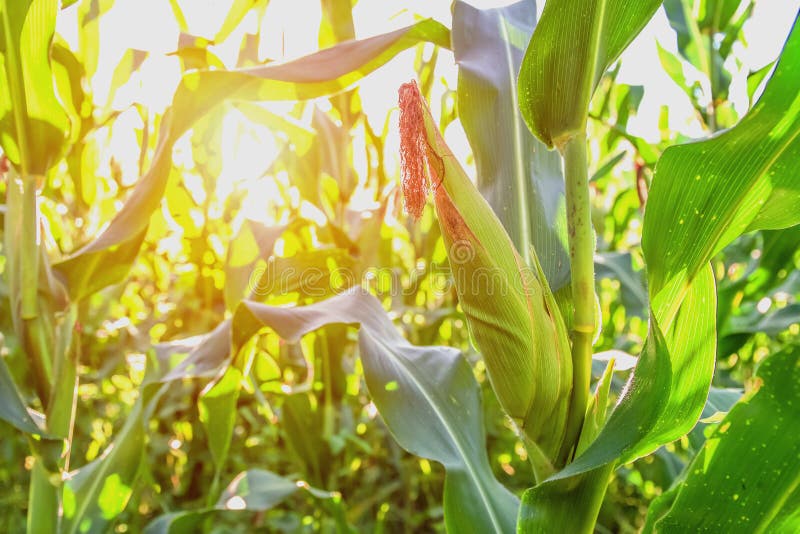 Selective focus corn field