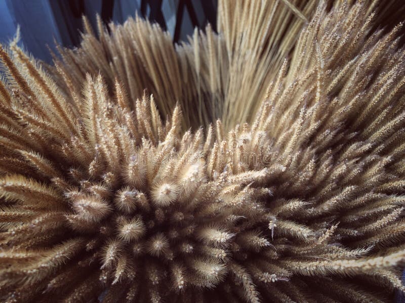 In Selective Focus of the Dermatitis in Dog Ear Stock Image Image of