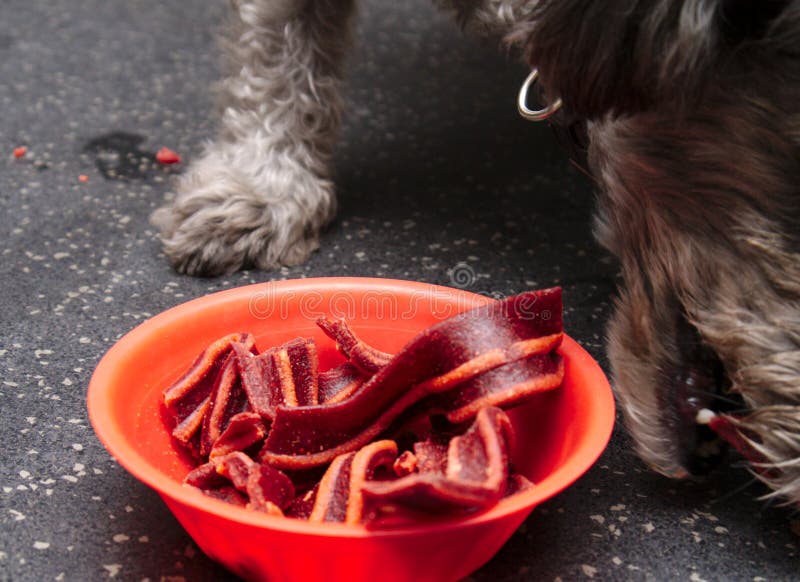 Selective Focus Dog Eating Bacon, Dog Concept Stock Photo Image of