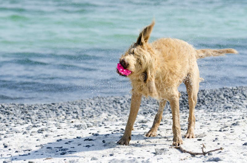 Dog Shaking the Water Off