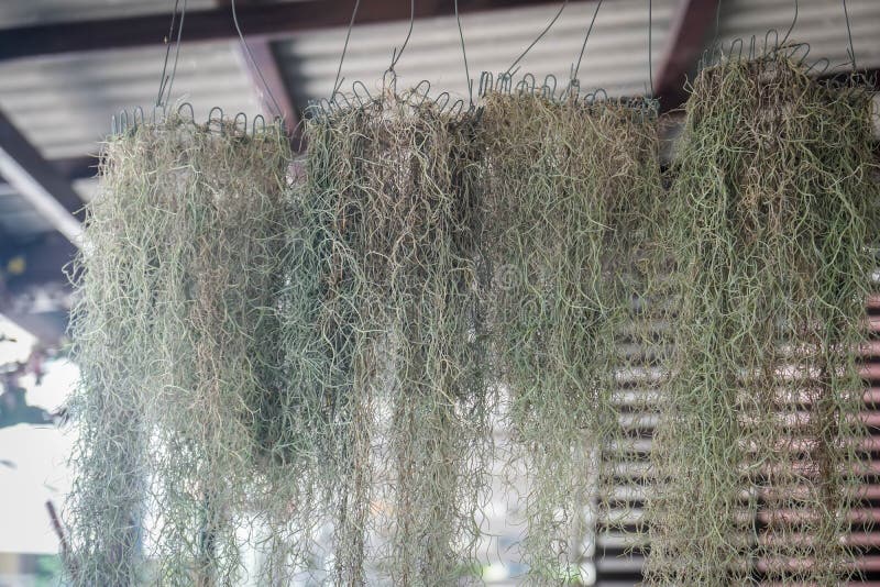 Dry Spanish Moss Hanging in the Home Garden Stock Image - Image of grow ...