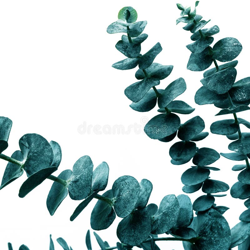 Selective focus of eucalyptus leaves with white color background.For decoration design.botanical plant collection