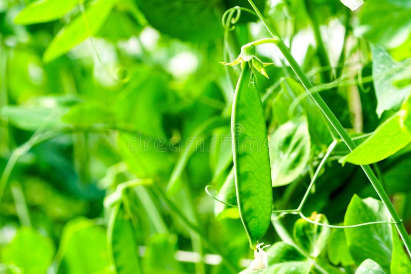 Selective Focus on Fresh Green Pea Pods in the Vegetable Garden Stock