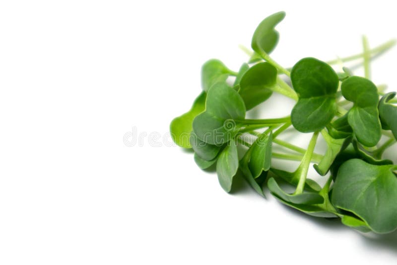 Selective focus. Fresh radish microgreens, isolated on white background. Healthy lifestyle concept.