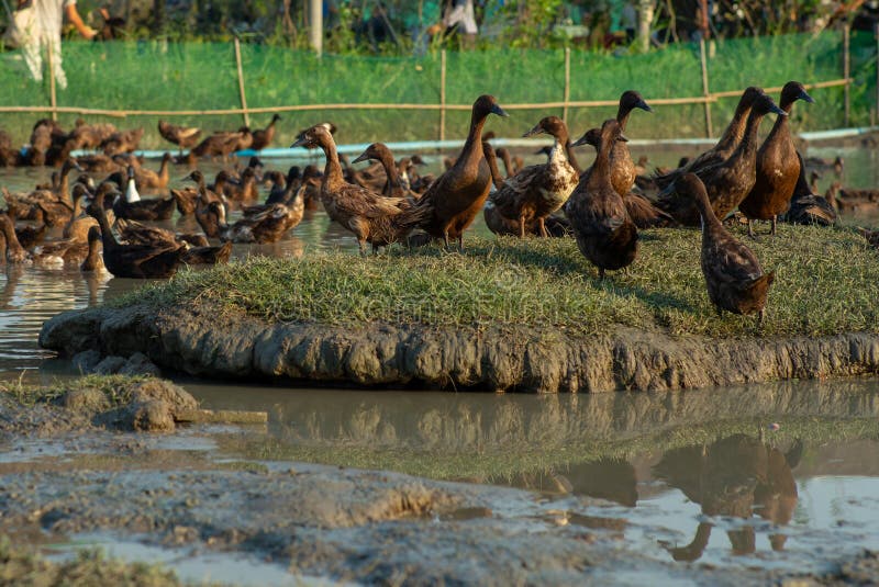 Selective Focus on Group of Ducks in the Rice Field. Organic Farming