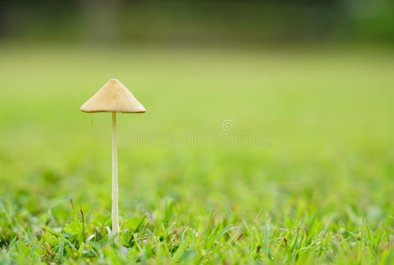 Selective focus only on the growth of the white mushroom leg in the lawn