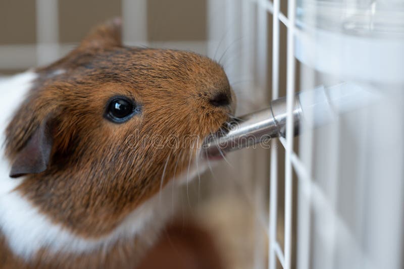 Selective Focus on a Guinea Pig Drinking Out of a Water Bottle Mounted on the Side of a Wire
