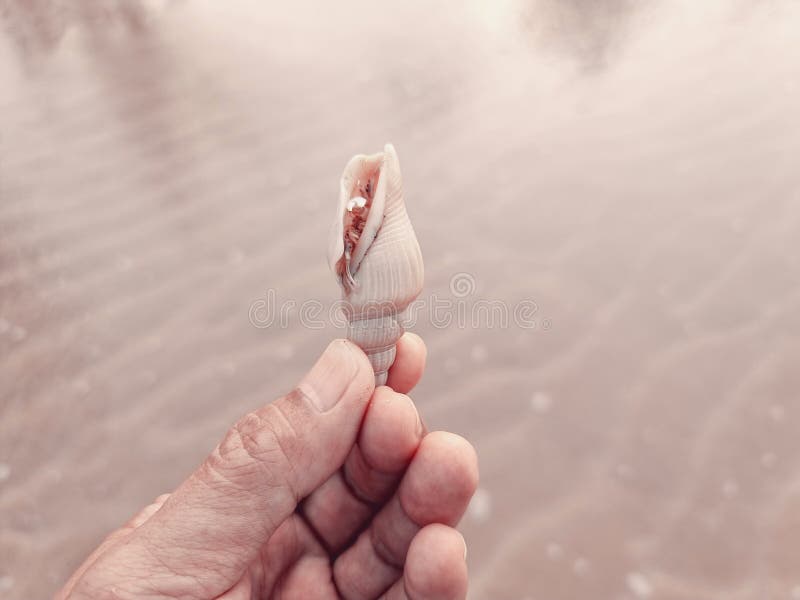 Selective focus hermit crab shape of shell holder with hand. background sea water on golden sand beach stock image