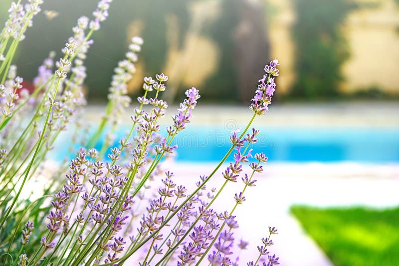 Selective Focus on Lavender Flower in Flower Garden in Green Grass Under  the Beautiful House and Blue Water of Swimming Pool. Stock Image - Image of  nature, beauty: 139546561