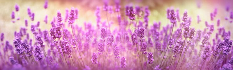 Selective focus on lavender flower, lavender flowers lit by sunlight