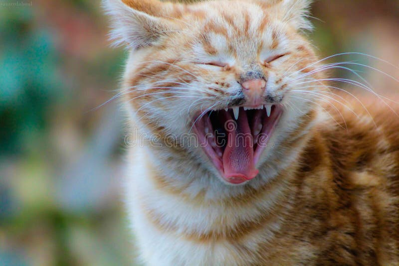Selective Focus Photography Of Yawning Orange Tabby Cat Picture. Image