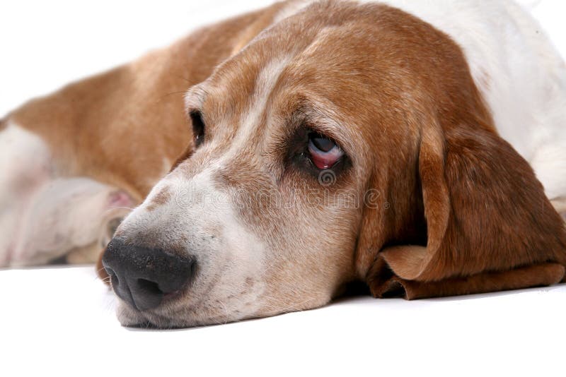 Selective focus portrait of sad looking dog s face