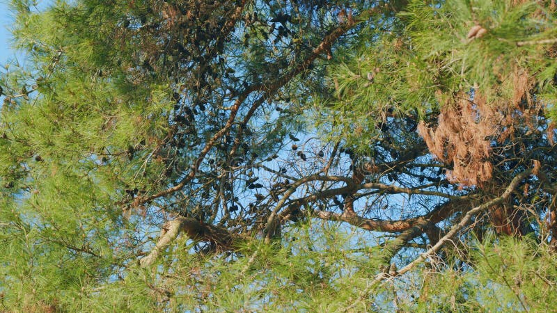 Con de pin destul de agățat de ramură. conuri de pin la sfârșitul ramurilor. concentrare selectivă. stock video footage