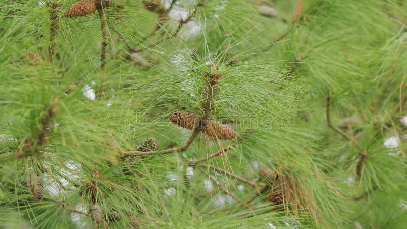 Con de pin destul de agățat de ramură. conuri de pin la sfârșitul ramurilor. concentrare selectivă. stock video footage