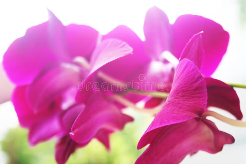 Selective Focus of Purple Orchid Petals Seen from Below Stock Photo Image of flowers, grow