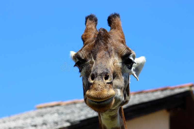 Adorable Giraffe Coffee Mug Top View Ceramic Painted Giraffe Iso Stock