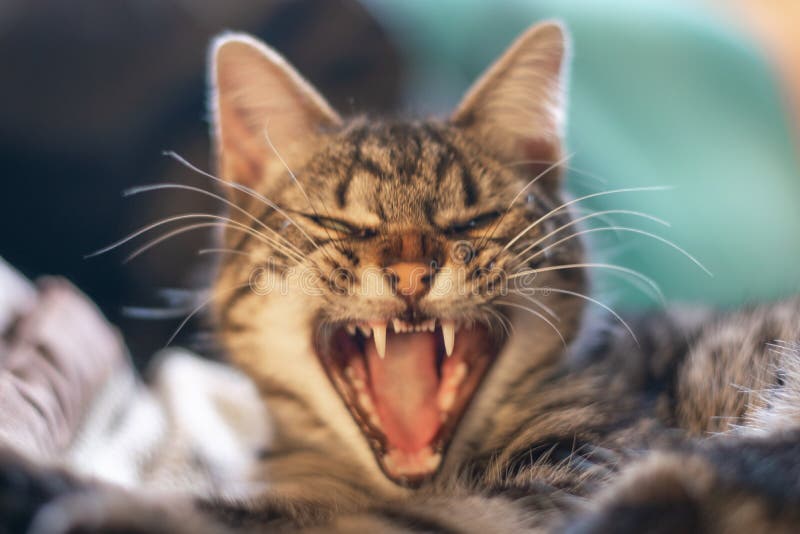 Selective focus shot of a gray cat with an angry cat face with a