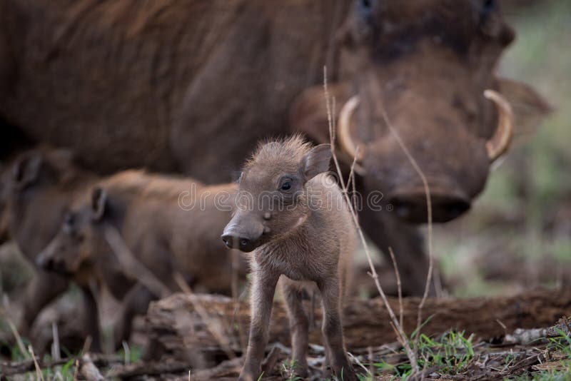 Selective focus shot of a baby warthog stock photo Selective focus shot of a baby warthog stock photo