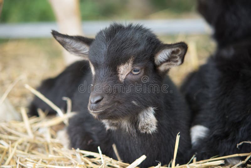 Selective focus shot of a black goat stock photo