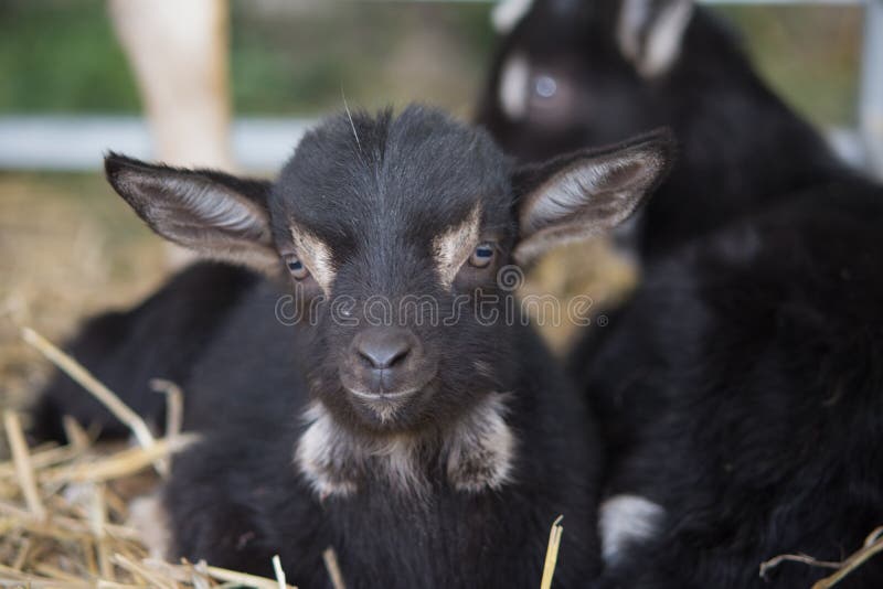 Selective focus shot of a black goat stock photos