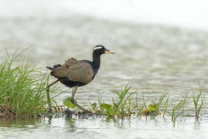 Selective focus shot of a Bronze-winged jacana bird walking in the Chilika Lake in Odisha, India