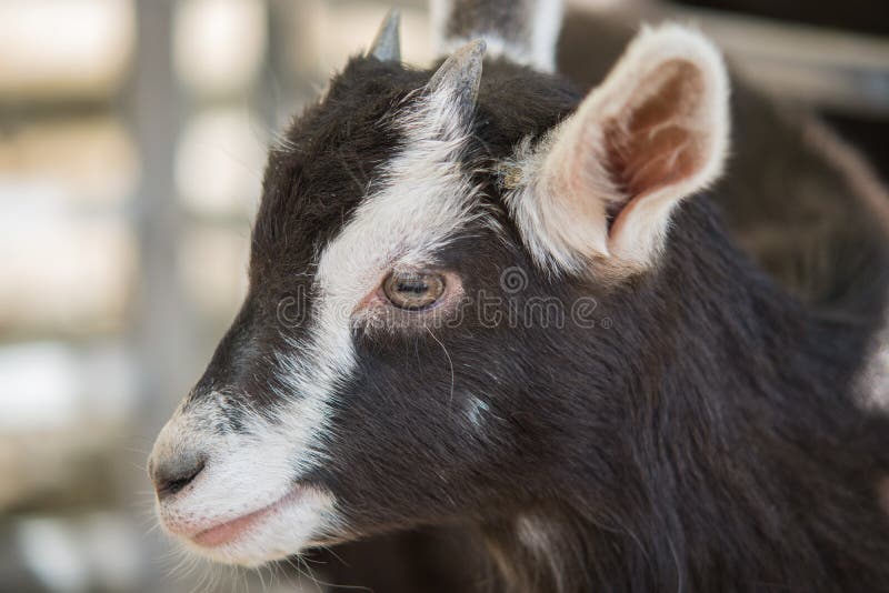 Selective focus shot of a brown goat royalty free stock photos
