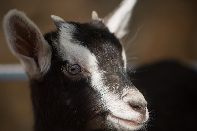 Selective focus shot of a brown goat royalty free stock images
