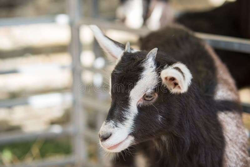 Selective focus shot of a brown goat stock photo