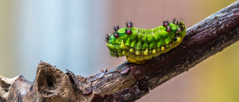 Selective focus shot of a caterpillar on a branch
