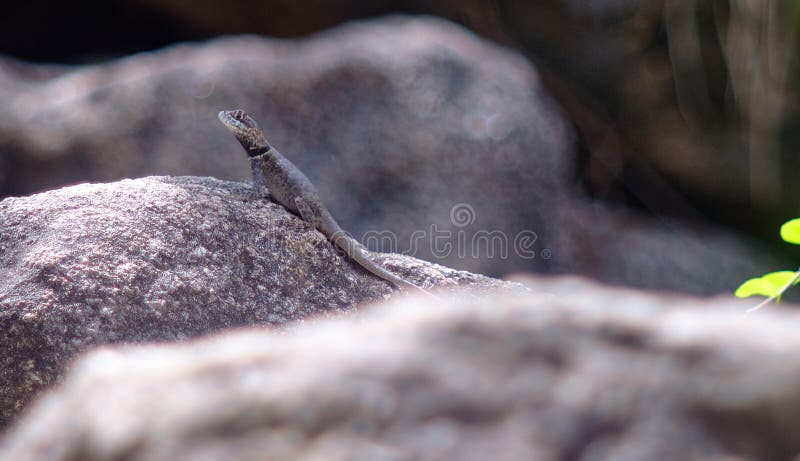 Selective focus shot of a cute Agama hanging out on a rock formation. Biology, lizzard.