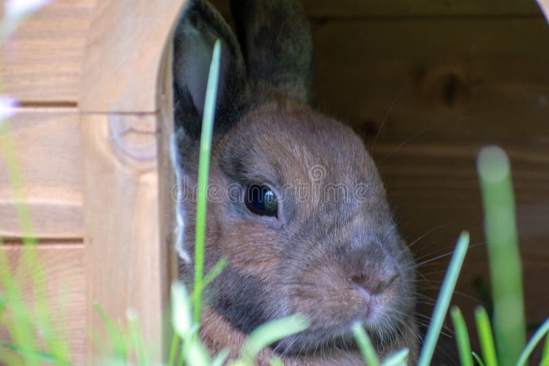 rabbit burrow supply