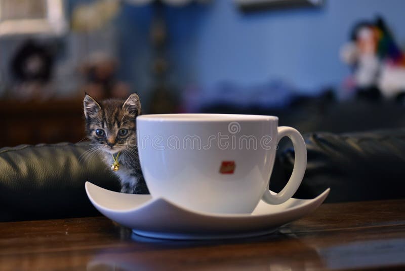 191 Teacup Cat Stock Photos Free & RoyaltyFree Stock Photos from
