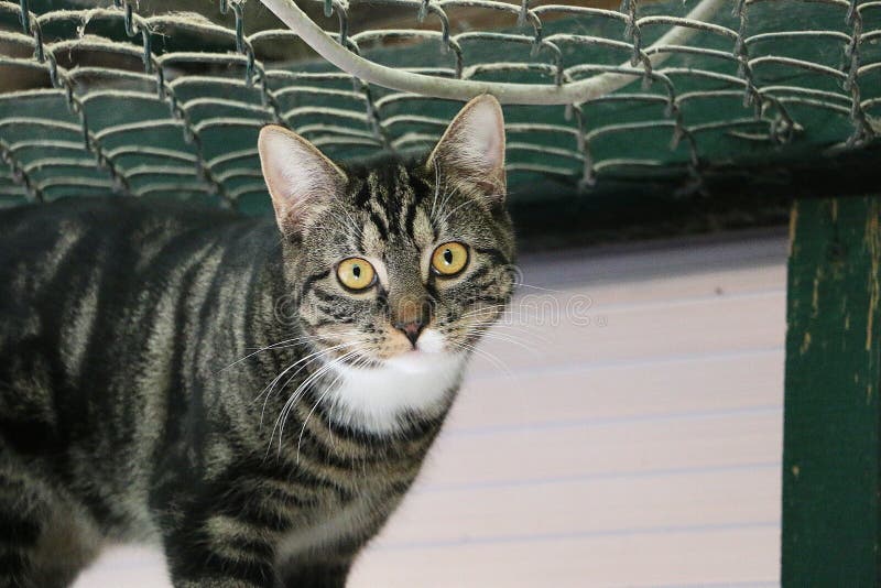 Selective focus shot of a cute cat with yellow eyes