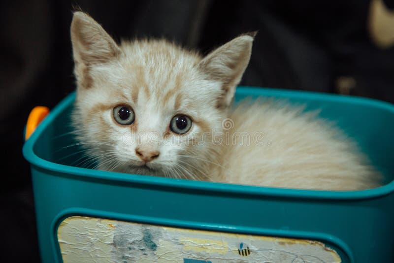 Selective Focus Shot of a Cute Kitten in a Litter Box Stock Photo