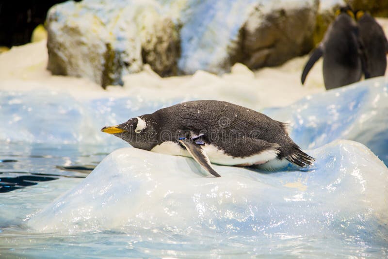 Selective focus shot of a cute penguin on an ice in Loro park in Tenerife, Spain