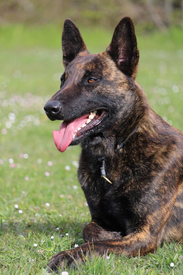 Selective Focus Shot of a Dutch Shepherd Dog with Tongue Out in the ...