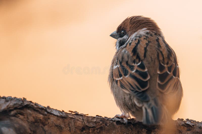 Selective focus shot of a Eurasian tree sparrow bird perched on a branch outdoors