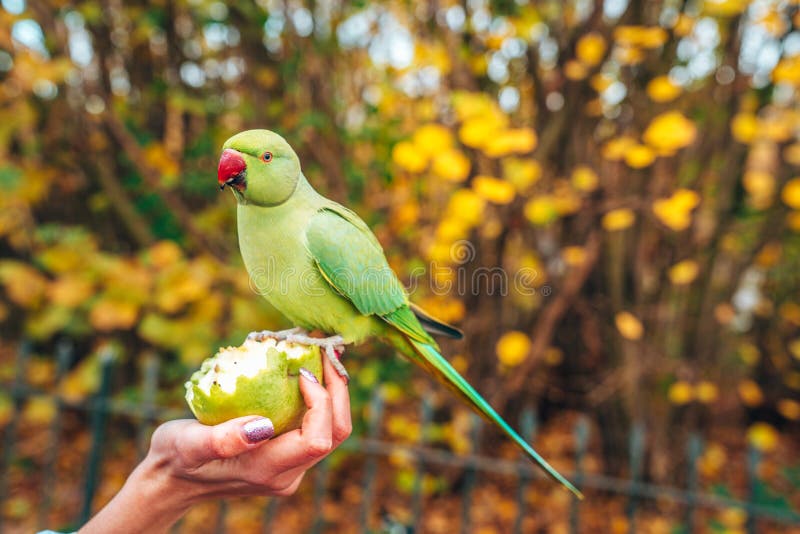 Selective focus shot of a female feeding a green parrot with an apple stock photo