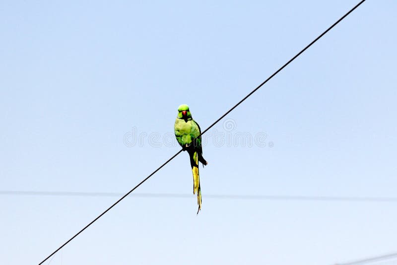 Selective focus shot of a green parrot with a red beak sitting on a wire royalty free stock photo
