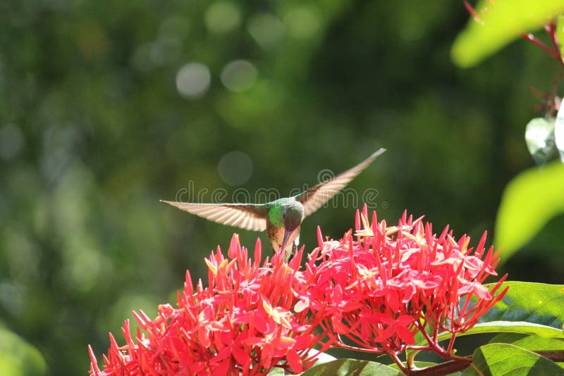 Hummingbird Feeding Ixora Stock Photos Free & RoyaltyFree Stock