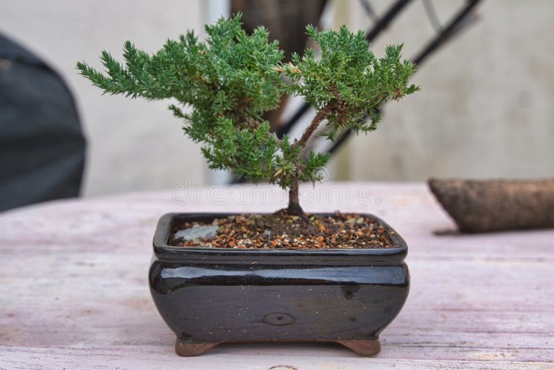 Selective focus shot of an indoor bonsai. A selective focus shot of an indoor bonsai royalty free stock photography