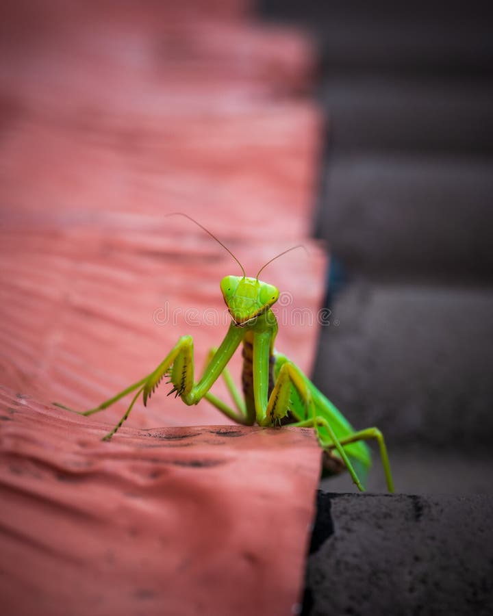 128 Praying Mantis Jumping Stock Photos Free & RoyaltyFree Stock Photos from Dreamstime