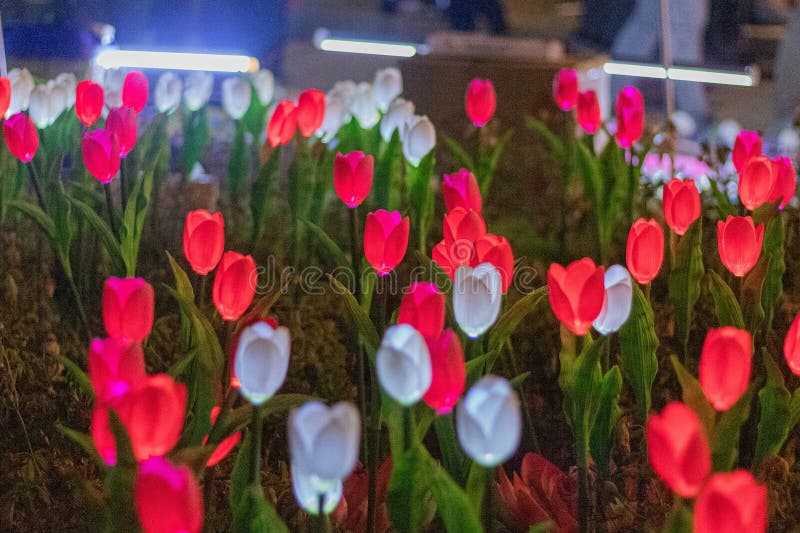 Selective Focus Shot of Tulips in the Garden at Night Stock Image