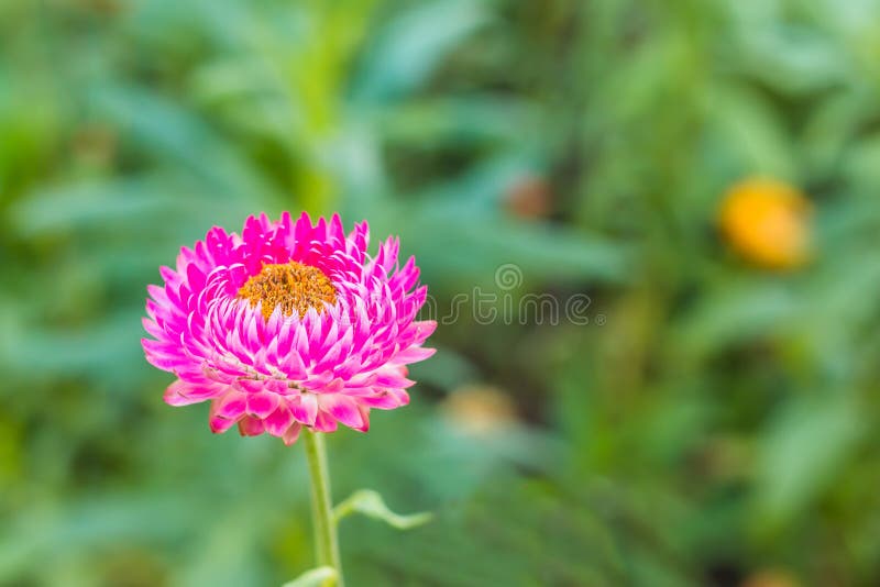 Selective Focus Straw Flowers among Green Leaves. Stock Image Image
