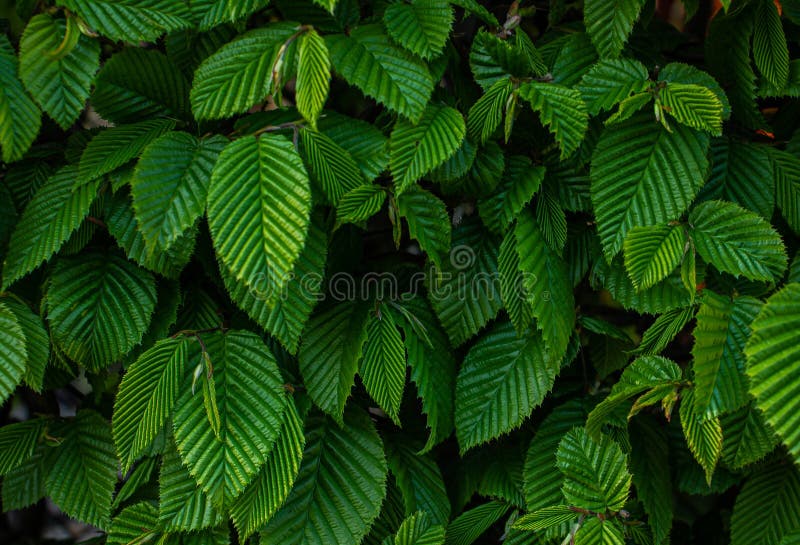 Ulmus Pumila Celer () Ulmus Pumila Celer